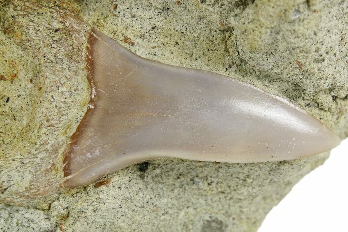 Hooked White Shark Tooth Fossil on Sandstone - Bakersfield, CA #257494